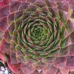 Sempervivum - Dachwurz - Hauswurz